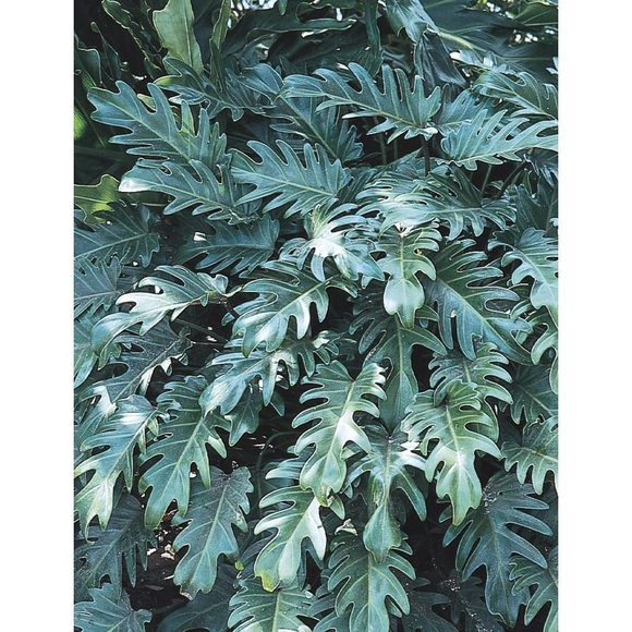 Meet your Posher, Stacy - Picture 2 of 4